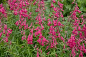 Penstemon Rose Robin Beardtongue plant hot pink tubular flowers herbaceous woody flowering perennial