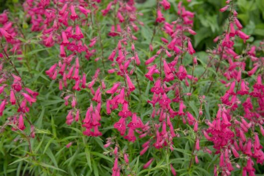 Penstemon Rose Robin Beardtongue plant hot pink tubular flowers herbaceous woody flowering perennial