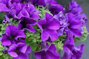 Petunia supertunia royal velvet pure dark purple flower cottage garden beds