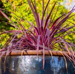 Phormium tenax Blood Diamond NZ Flax Potted strappy foliage red ad pink foliage modern