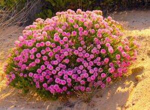 Pimelea ferruginea Bonne Petite Rice Flower Masses of bright pink flowers green foliage coastal shrub