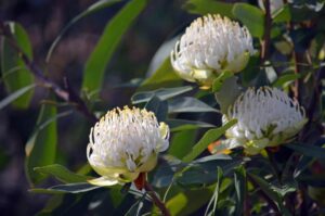 Proteaceae telopea speciosissima Telopea hybrid White flower heads Protea australian native shrub wildlife attracting