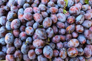 prunus domestica Sugar Plum deep purple fruits