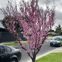 Prunus x blireana Purple leafed Plum pink blossoms winter double bloom ornamental plum main image