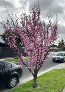 Prunus x blireana Purple leafed Plum pink blossoms winter double bloom ornamental plum main image