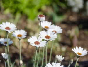 Rhodanthemum hybrid African Eyes White Moroccan Daisy White Daisy flowers cottage garden flowering perennial