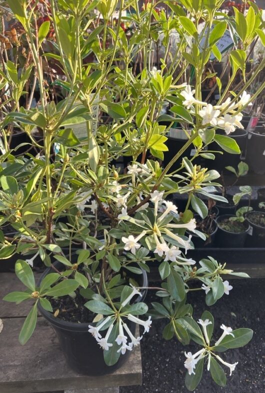 Rhododendron subgenus Vireya White trumpet shape flowers fragrant