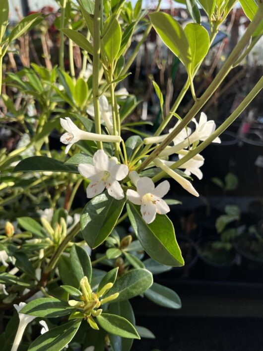 Rhododendron subgenus Vireya White trumpet shaped flowers fragrant dark green leaves