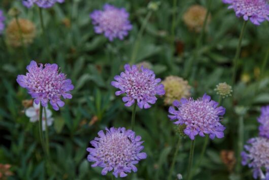 Scabiosa columbaria Paradise Blue mauve blue lilac pincushion flowers cottage style green foliage