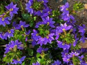 Scaevola aemula Cobalt Candles Fairy fan flower purple groundcover creeper bright lush flowers