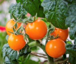 Solanum lycopersicum Tomato Lycopersicon esculentum Tomato Jaune Flamme small orange coloured tomato edible fruits