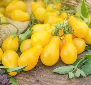 Solanum lycopersicum Tomato Lycopersicon esculentum Tomato Yellow Pear shape