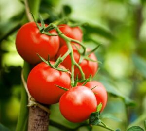 Solanum lycopersicum Tomato Sweetie small shiny red circular fruits mini tomato sweet