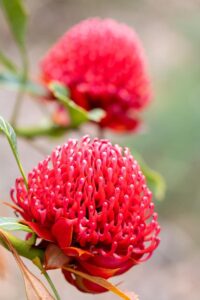Telopea speciosissima oreades Emperors Torch Waratah Protea Bright red flower heads australian native shrub