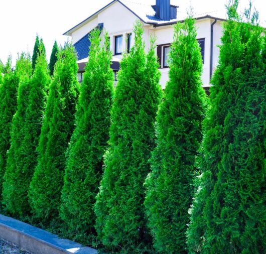 Thuja occidentalis Smaragd Conifer hedge in a row green lush foliage