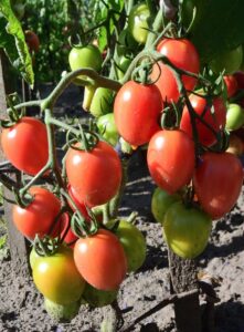 Lycopersicon esculentum Tomato Siberian edible fruiting red ball tomatoes