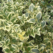 Variegated-English-Box