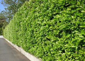 Viburnum odoratissimum Emerald Lustre Hedge Screening Green lush foliage dense shrub glossy leaves