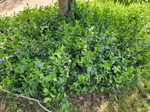 Vinca minor Periwinkle ground cover creeper with purple blue mauve flowers and lush green foliage