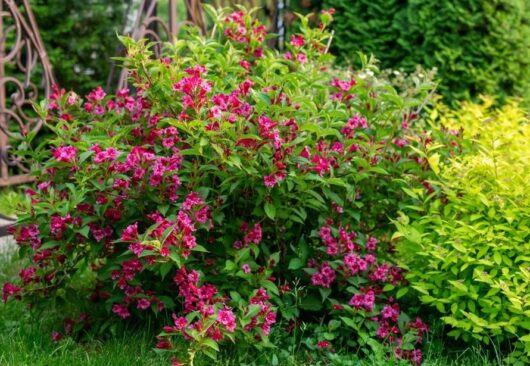 Weigela Eva Rathke Shrub Weigela florida green foliage hot pink flowers