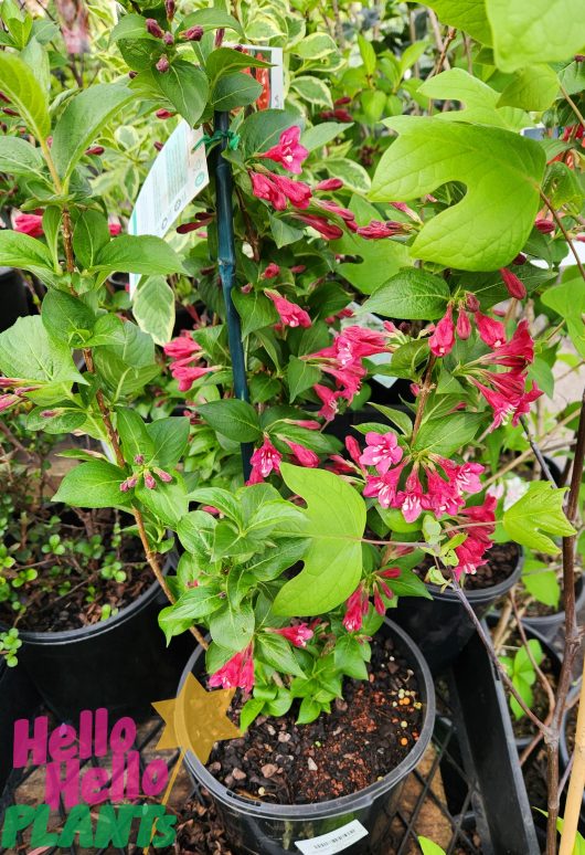 Weigela florida eva rathke 8inch pot flowering bright pink and red flowers