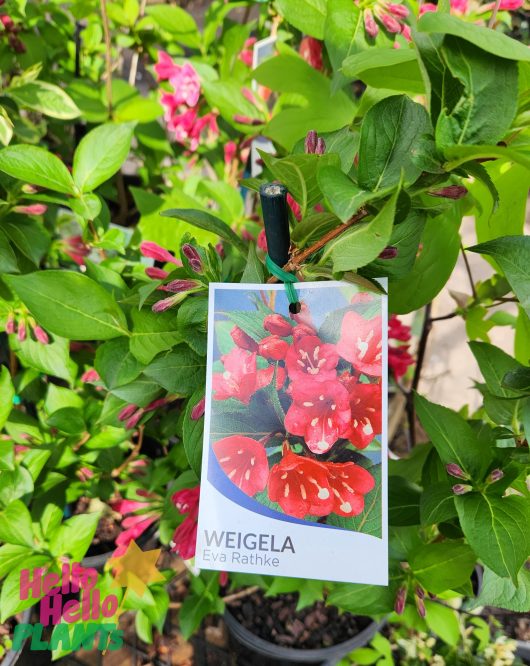 weigela florida eva rathke potted plant with label and red flowers