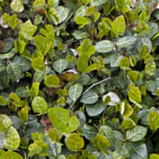 asiatic jasmine foliage