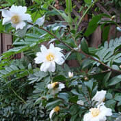 camellia sasanqua setsugekka