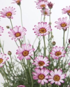 Rhodanthemum Pink and White African Eyes Daisy Morrocan Daisy