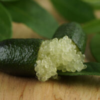 Citrus australasica Finger Lime Crystal Edible fruit Australian native elongated caviar like crystals