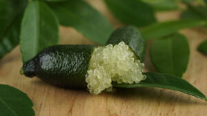 Citrus australasica Finger Lime Crystal Edible fruit Australian native elongated caviar like crystals