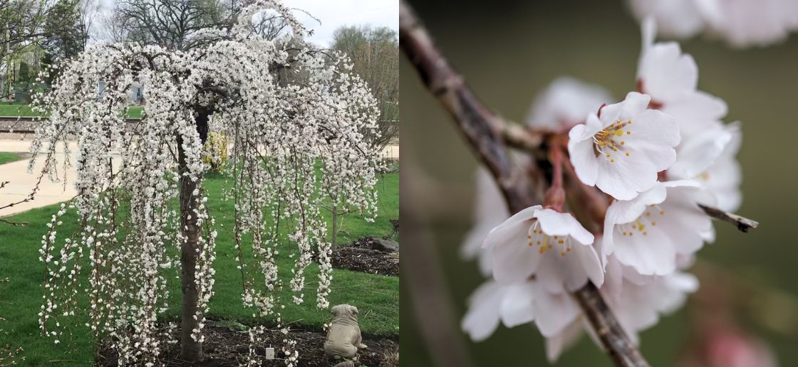 Falling Snow Weeping Cherry