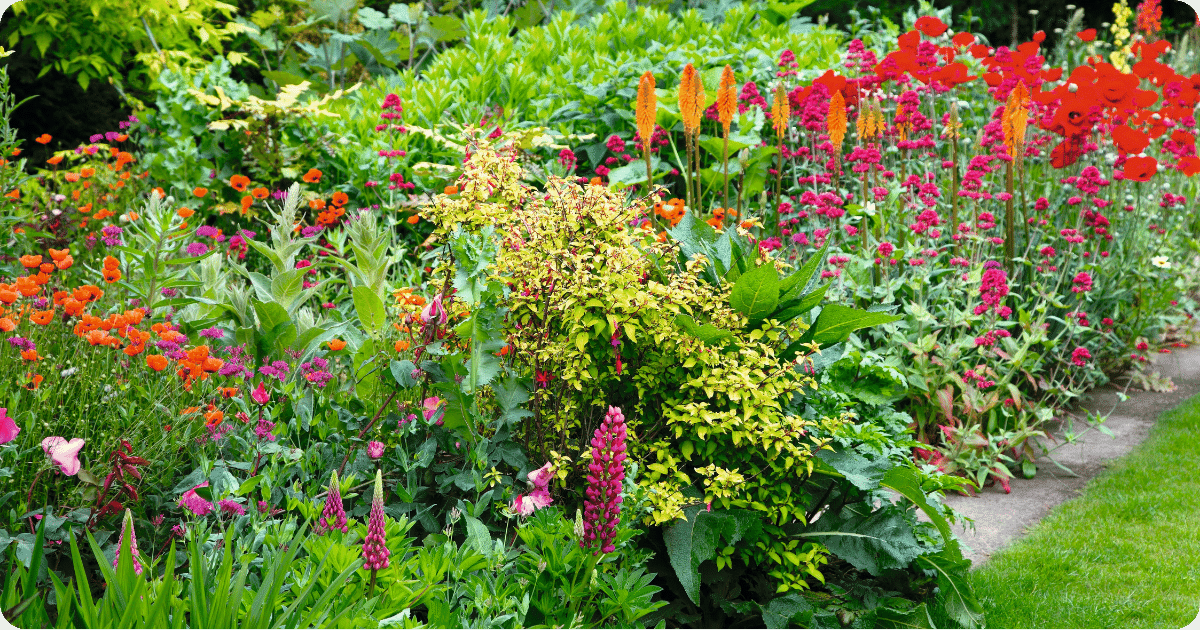 Mass Plant Colourful Plants