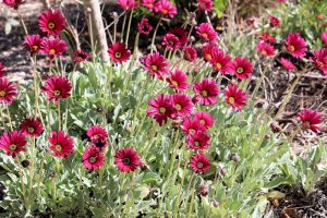 A group of Arctotis Plum flowers in a garden. Arctotis hybrid daisy like flowers