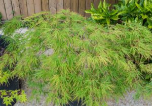 Acer palmatum Japanese Maple Seiryu weeping green stunning maple