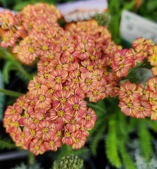 Achillea Desert Eve Terracotta Yarrow Cottage plant. Beautiful yellow burnt orange milticoloured flowers