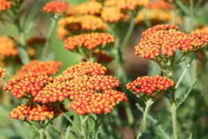 Achillea Desert Eve Terracotta™ Yarrow Achillea millefolium close up burt orange and yellow flowers