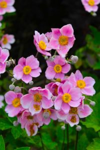 Anemone Fall in Love® Sweetly Japanese Anemone japanese windflower semi double pink flowers on small stems