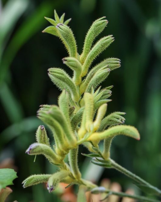 Anigozanthos flavidus close up Green flower Kangaroo Paw