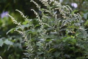 Artemisia princeps Mugwort Japanese Yomogi close up