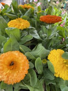 Calendula officinalis Bon Bon mix Pot Marigold dwarf sized mixed yellow and orange cottage flowers