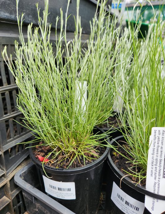 calocephalus citreus lemon beauty heads 6inch pots green and grey fuzzy foliage