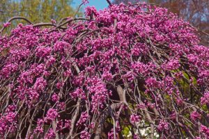 Cercis canadensis Covery Lavender Twist Weeping Eastern Redbud beautiful pendulous tree with weeping branches and lilac pink purple flowers