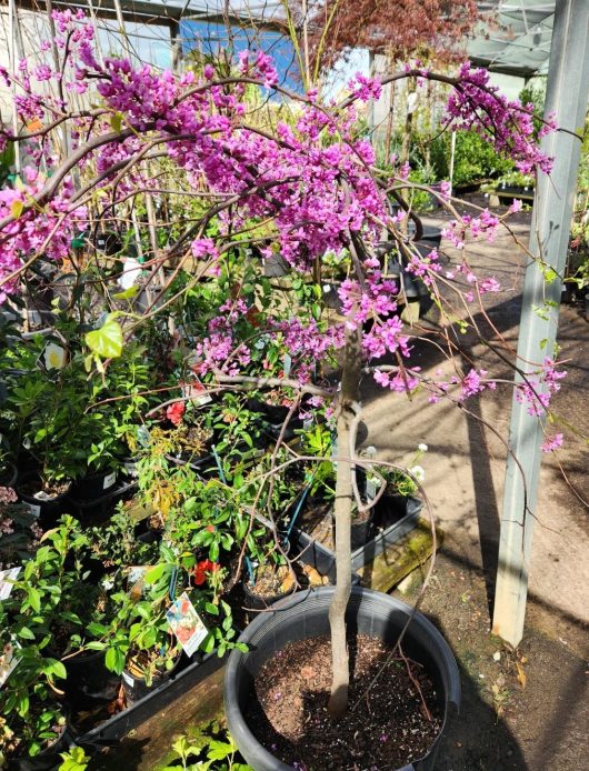 Cercis canadensis Covery Lavender Twist Weeping Eastern Redbud 20inch pot flowering