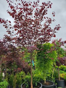Cercis canadensis 'Forest Pansy' Eastern Redbud Large Advanced Tree Stunning burgundy purple heart shaped leaves on large tree with nice trunk potted