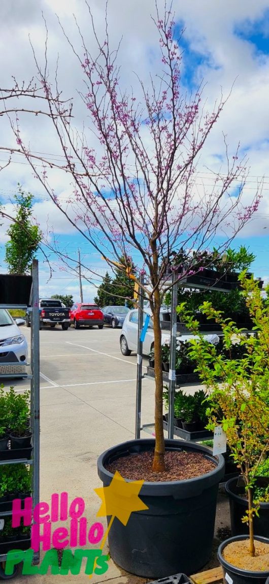 cercis canadensis forest pansy tree large advanced tree blossoming