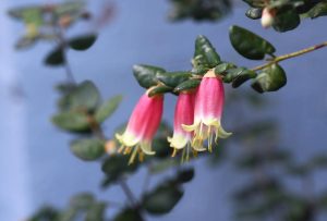 Correa reflexa Native Fuchsia flowers hanging off a branch with green leaves. Lovely trumpet shaped pink and lime green flowers