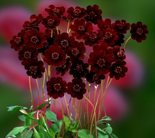 Cosmos atrosanguineus Choca Mocha chocolate fragrant flowers dark rich red black flowering