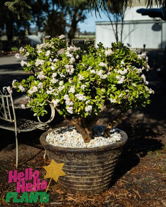 A Crassula Jade (Large Leaf) Succulent Feature Pot with white flowers in it.