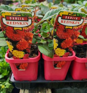 Dahlia-variabilis-Red-Skin-Mix-3inch-Pot pink assorted flowering